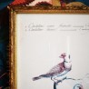Lithographies oiseaux